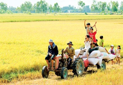 Farmers transporting rice to their home in the Mekong Delta (Photo: SGGP) Farmers transporting rice to their home in the Mekong Delta (Photo: SGGP)